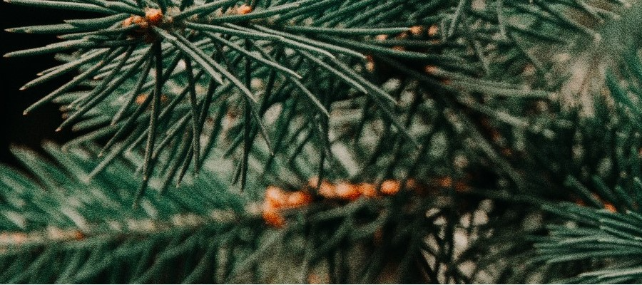 Азалії вереси і вересові рослини ЧАРНЕЦЬКІ виробництво