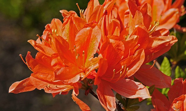 Рослини розсадника Czarneccy - фото 12