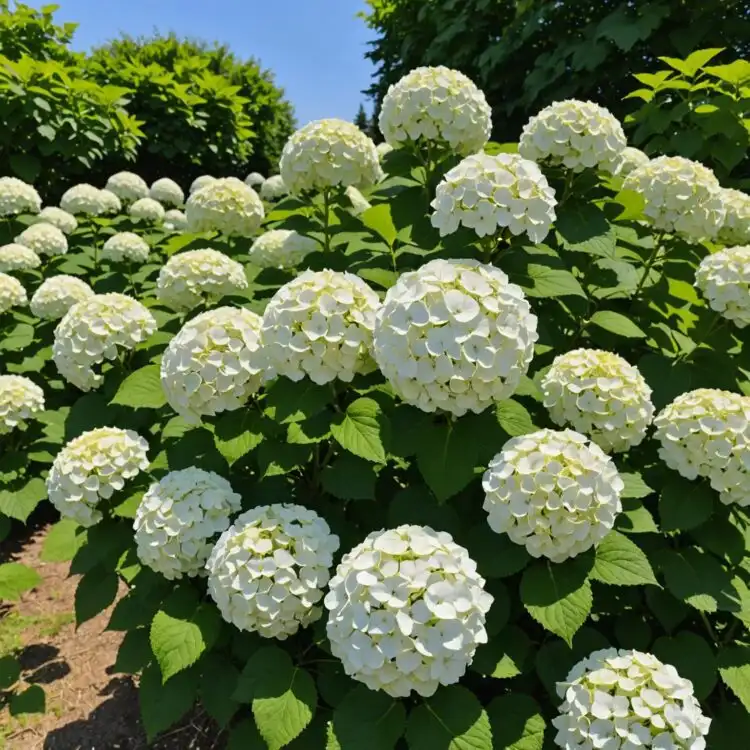 Рослини розсадника Czarneccy - фото 14