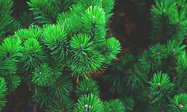 Вересові рослини азалії спеціалізація розсадника ЧАРНЕЦЬКІ