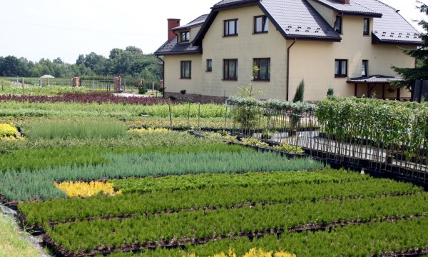 Рододендрони різних сортів вирощування ЧАРНЕЦЬКІ професійне