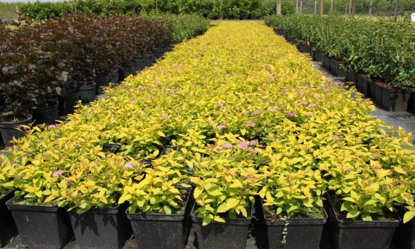 Декоративні листяні рослини розсадник ЧАРНЕЦЬКІ багаторічний досвід