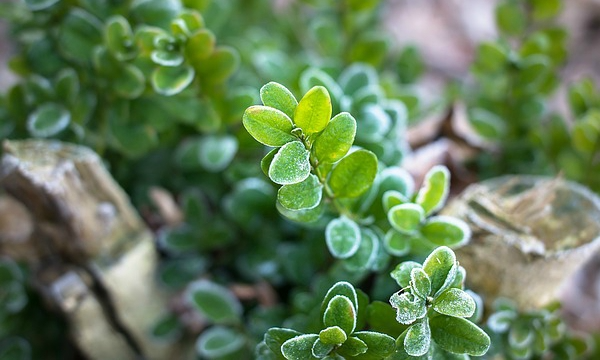 Молоді саджанці і дорослі рослини ЧАРНЕЦЬКІ здоровий посадковий матеріал